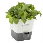 Kitchen Style - Cole & Mason Self Watering Herb Keeper Single - Kitchen Supplies